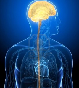 0human-body-with-highlighted-brain[1]