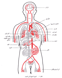 الدم في جسم الإنسان1